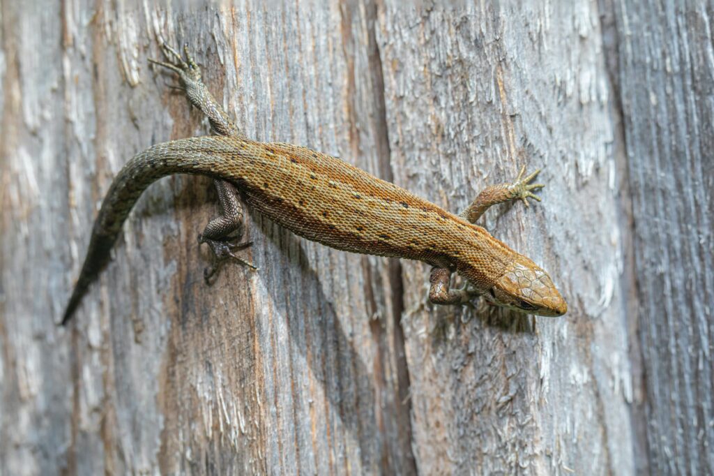 viviparous lizard on wood